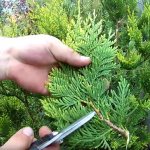 Reproduction of Thuja by cuttings in summer