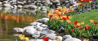 Multi-colored tulips on the shore of an artificial pond