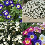 varieties of bindweed in landscape design