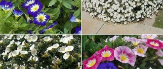 varieties of bindweed in landscape design