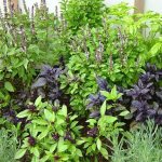 different varieties of basil at the dacha