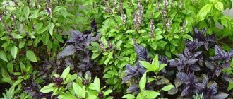 different varieties of basil at the dacha