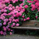 Hydrangea is native to China and Japan.