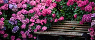 Hydrangea is native to China and Japan.