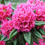 Rhododendron (70 photos): types and features of care