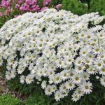 garden chamomile