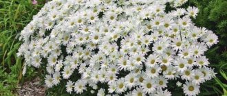 garden chamomile