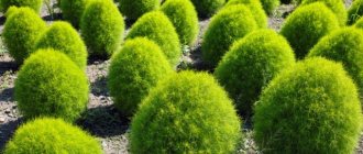 Luxurious kochia: rules for planting seeds for seedlings