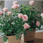 Rose Mix: description, planting, home care tips