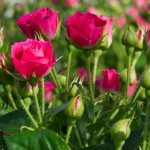 Rose spray - what is it, features, varieties, rules for planting and caring for the plant