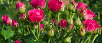 Роза спрей – что это, особенности, сорта, правила посадки и ухода за растением