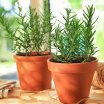 Homemade rosemary