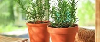 Homemade rosemary