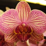 pink phalaenopsis orchid