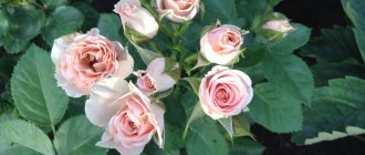 Pink spray or rose spray: description, varieties, planting and care