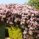 Pink clematis decorate the arch