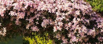 Pink clematis decorate the arch