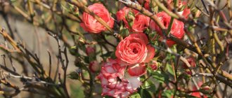 roses in autumn