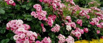 Spray roses – small-flowered, border roses