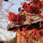 Common rowan: photo, planting and care, growing conditions, propagation by cuttings and beneficial properties of the fruit