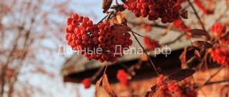 Common rowan: photo, planting and care, growing conditions, propagation by cuttings and beneficial properties of the fruit