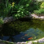 fish in a pond at the dacha