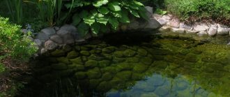 fish in a pond at the dacha