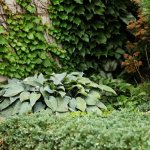 What plants in the garden are best to combine hosta with?