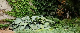 What plants in the garden are best to combine hosta with?