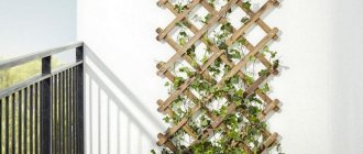 garden trellis for climbing plants