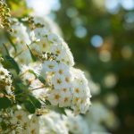 Garden plant spirea: white, pink, other popular varieties