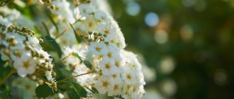 Garden plant spirea: white, pink, other popular varieties