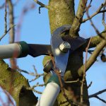 Garden tools for pruning trees: how to trim bushes