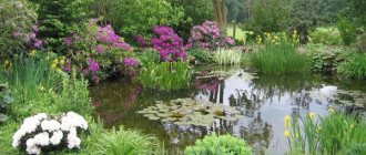 garden pond