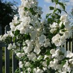 Garden jasmine (Chubushnik) - planting and care, description and photo, reproduction