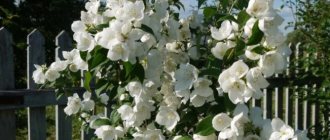 Garden jasmine (Chubushnik) - planting and care, description and photo, reproduction