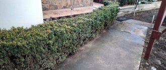 Boxwood - planting and caring for a plant in a summer cottage