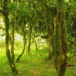 Boxwood forest in Abkhazia