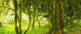 Boxwood forest in Abkhazia