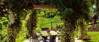 The most popular climbing perennials for the garden, decorating fences and gazebos