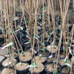 Cherry seedlings for planting