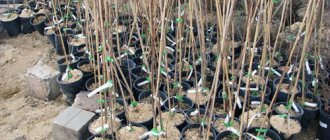 Cherry seedlings for planting