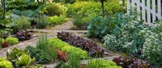 Secrets of placing a vegetable garden in a small area