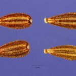 Centranthus seeds photo