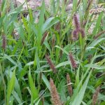 Green bristle grass or mice (Setaria Viridis)