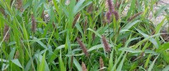 Green bristle grass or mice (Setaria Viridis)