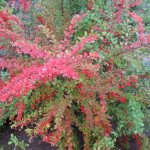 Gorgeous specimen with pinkish leaves