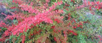 Gorgeous specimen with pinkish leaves