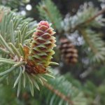 Glauki spruce cone