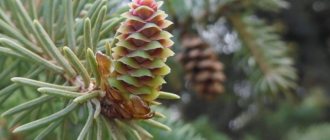 Glauki spruce cone